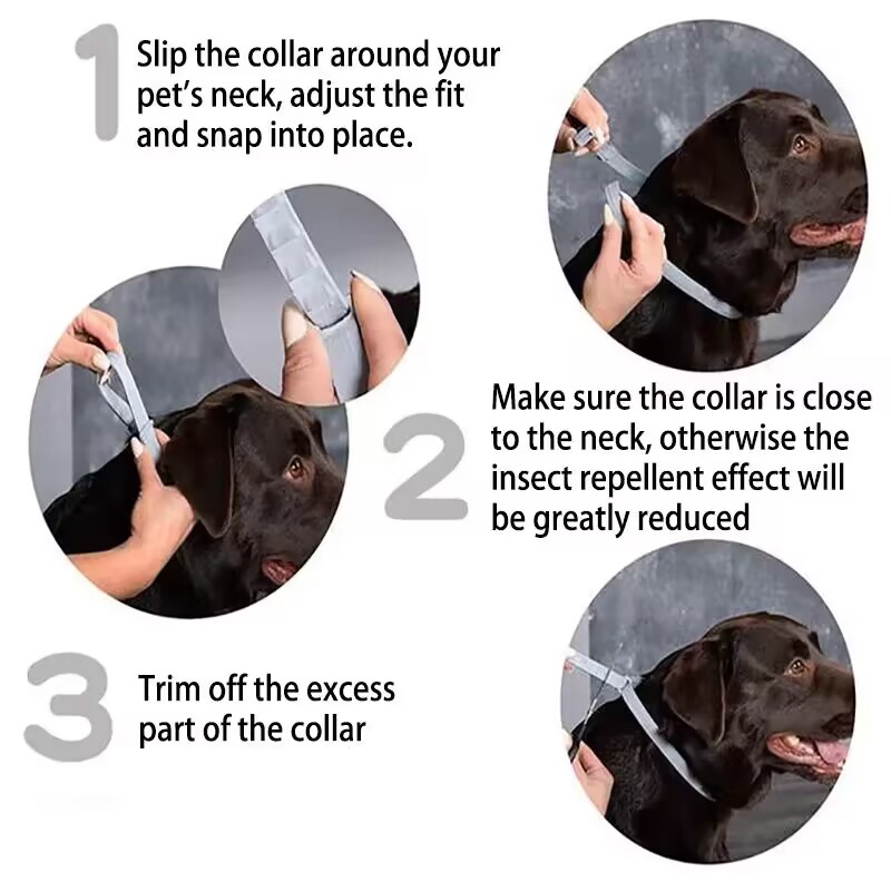 Yeni bültenleri köpek tasması, - Pet Immune Pir Sensor incelemesi ve fiyatı